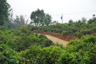 Begging for leaves in Lao Ban Zhang - Teaurchin
