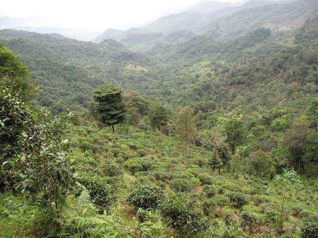 Is there pesticide in puer? - Teaurchin