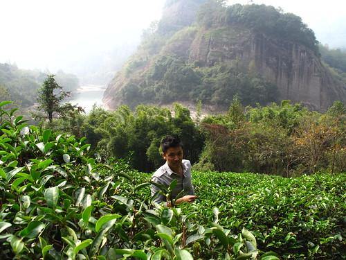 My life at a tea junction - Teaurchin
