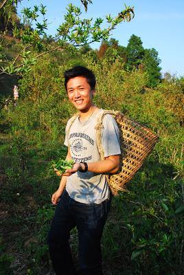 Tea Picking in Yiwu - Teaurchin
