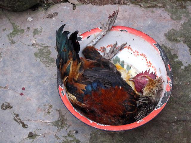 Chickens of Yunnan - Teaurchin