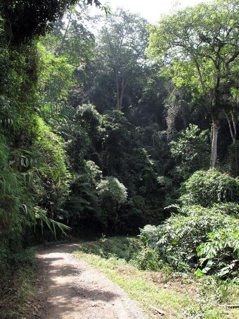 The wondrous tea gardens of Mang Zhi - Teaurchin