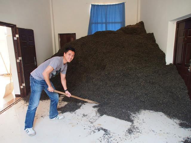 Inside a Puer Tea Factory - Teaurchin