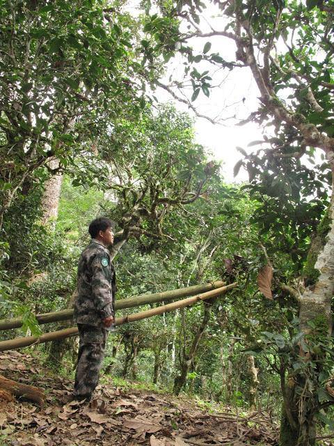 A visit to Ya Nuo village, on You Le mountain - Teaurchin