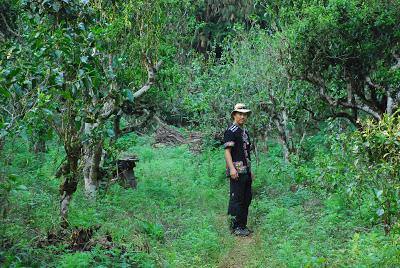 Chong Kyong Won - The Bear Grylls of Puer - Teaurchin